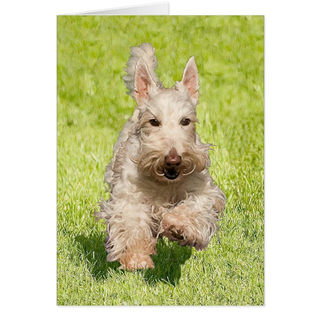Wheaten Scottie Running Free Hälsningskort (Framsidan)