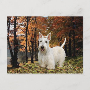Wheaten Scottish Terrier Autumn Vykort