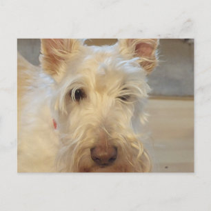 Wheaten Scottish Terrier Vykort