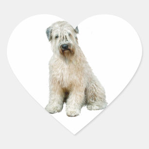 Wheaten Terrier (C) Hjärtformat Klistermärke