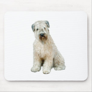 Wheaten Terrier (C) Musmatta