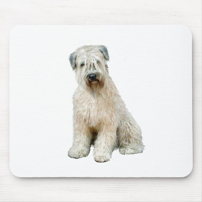 Wheaten Terrier (C) Musmatta (Framsidan)