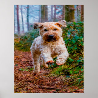 Wheaten Terrier Hund. Poster