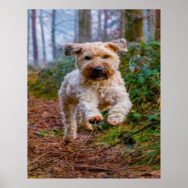 Wheaten Terrier Hund. Poster (Framsidan)