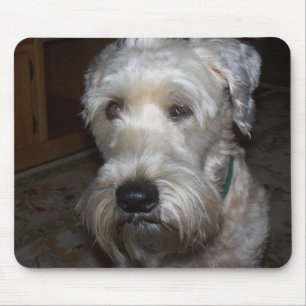 Wheaten Terrier Musmatta