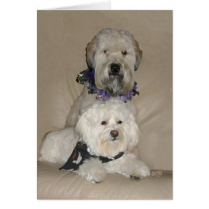 Wheaten Terrier och Havanese Hälsningskort