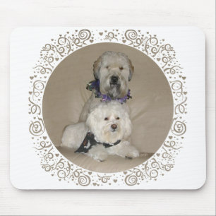 Wheaten Terrier och Havanese Musmatta