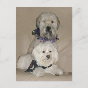 Wheaten Terrier och Havanese Vykort