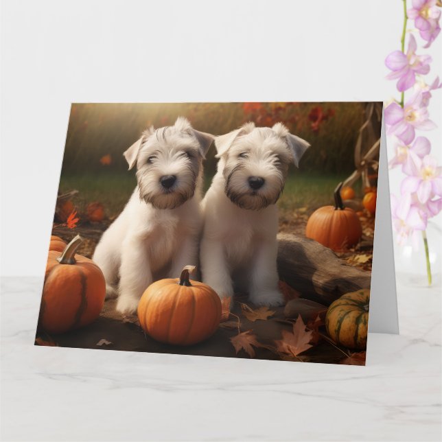 Wheaten Terrier Valp Autumn Delight Pumpkin Kort (Orkide)