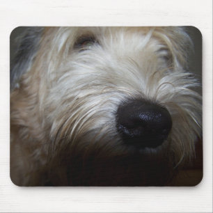 Wheaten Terrierhundansikte Musmatta