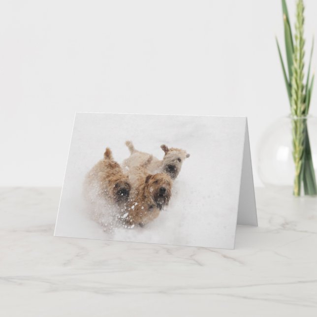 Wheaten Terriers som är rinnande i snö Helgkort (Framsida)
