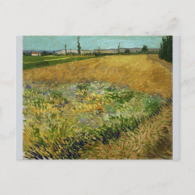 Wheatfield av Vincent Van Gogh Vykort (Framsida)