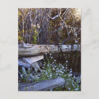 Whidbey Island 1 Vykort