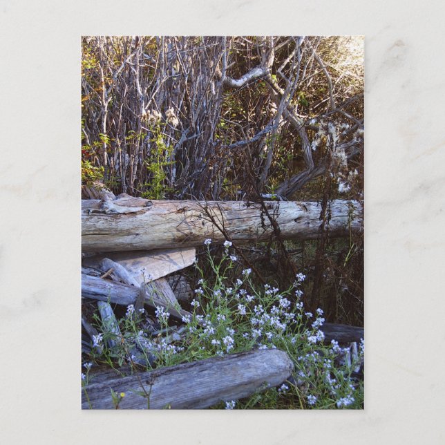 Whidbey Island 1 Vykort (Framsida)