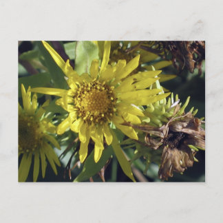 Whidbey Island 2 Vykort