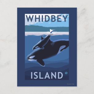 Whidbey Island, WashingtonOrca och Calf Vykort