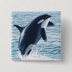 Whidbey ö, WashingtonOrca banhoppning Knapp