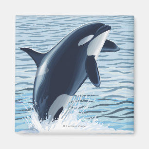 Whidbey ö, WashingtonOrca banhoppning Magnet