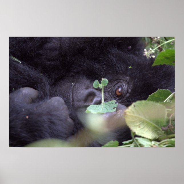 Whimsical Gorilla Poster (Framsidan)