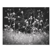 Whimsical Wildblomma Black and White