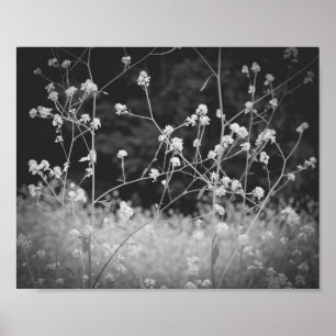 Whimsical Wildblomma Black and White Poster