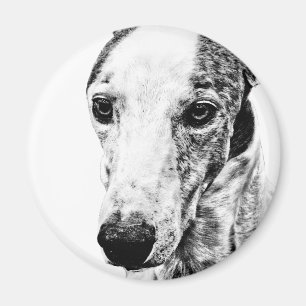 Whippet hund magnet