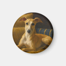 Whippet