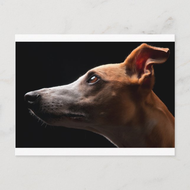 Whippet Vykort (Framsida)