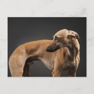 Whippet Vykort