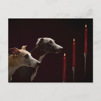 Whippets på jul helg vykort