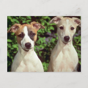 Whippets Vykort