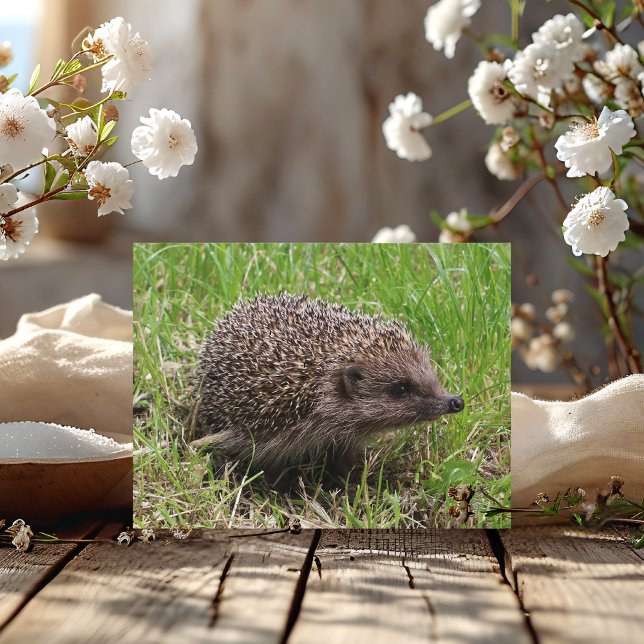 Whiskered Wanderer: White-brested hedgehog Vykort (Skapare uppladdad)