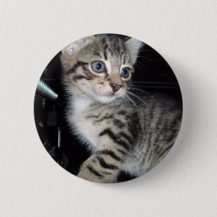 "Whiskers of Trouble: The Mischievous Tabby Kitten Knapp