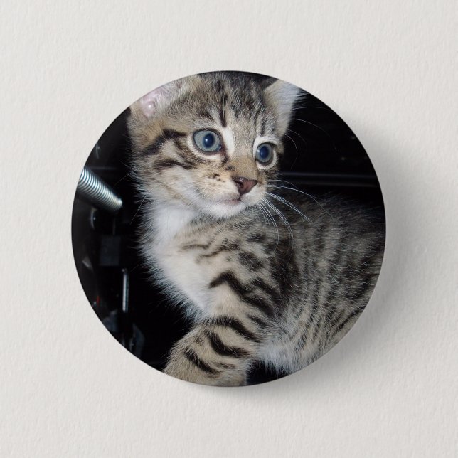 "Whiskers of Trouble: The Mischievous Tabby Kitten Knapp (Framsida)