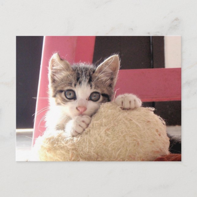 whiskerss vykort för katt för kattungeleksak (Framsida)