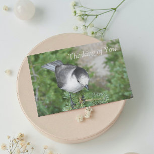 Whiskey Jack Photo Thinking of You Blank Card Kort