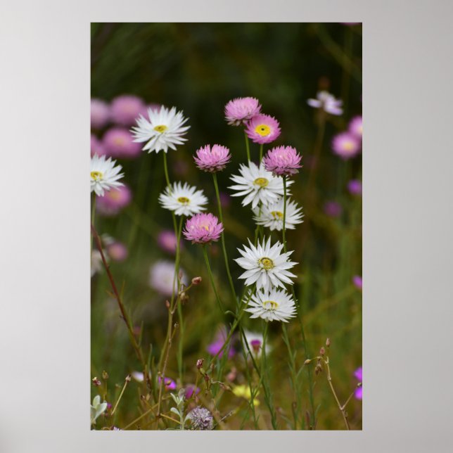 Whispers of Wildflowers Poster (Framsidan)