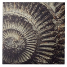 Whitby Ammonite-märkta stora
