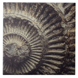 Whitby Ammonite-märkta stora Kakelplatta