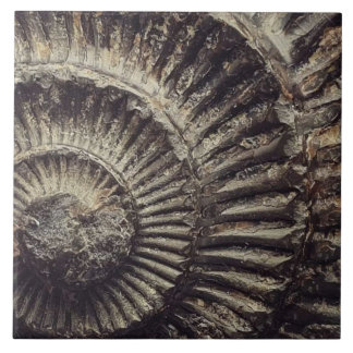 Whitby Ammonite-märkta stora Kakelplatta