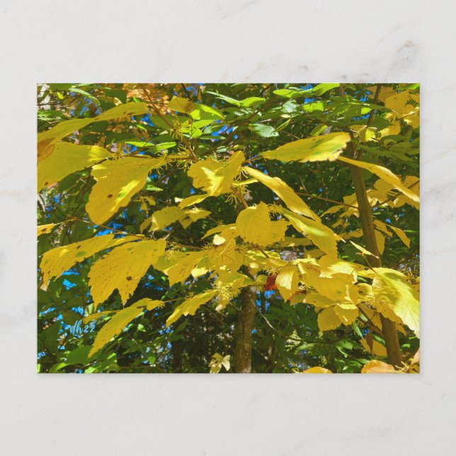 Whitcher Hazel vycard Vykort (Framsida)