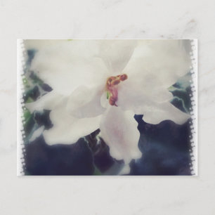 White African Violet Flower Vykort