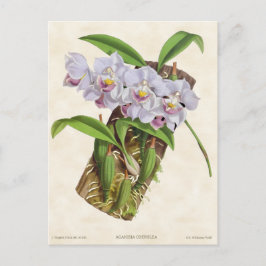 White Aganisia Orchid Vintage Botanical Vykort