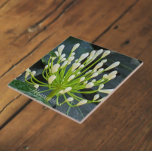 White Agapanthus Buds Floral Kakelplatta<br><div class="desc">Ceramic tile that features a photo image of the white,  unopened flower buds of Agapanthus,  commonly known as Lily of the Nile and African Lily. An intriguing,  floral image! Makes a pretty kitchen trivet. Select your ceramic tile style.</div>