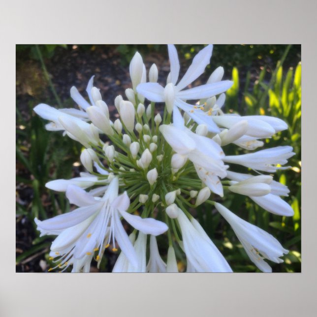 White Agapanthus Flowers Poster (Framsidan)