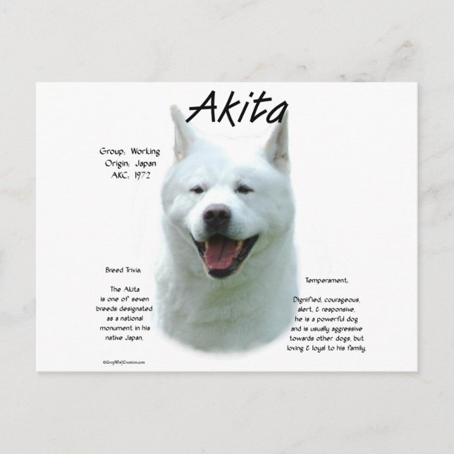 White Akita History Vykort (Framsida)