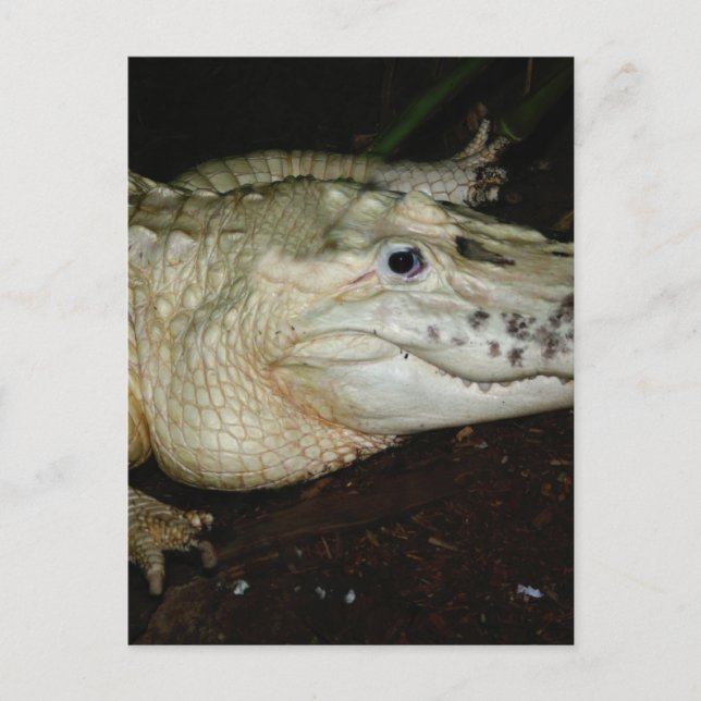 White Albino Alligator Photo, Gator Image Vykort (Framsida)