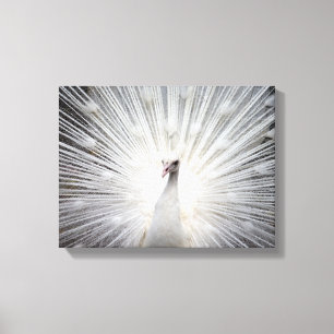 White Albino Peacock Stunning Art Canvastryck