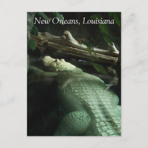 White Alligator of Louisiana Vykort