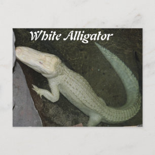 White Alligator Vykort